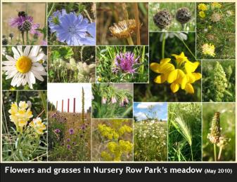 Meadow-flowers-postcard