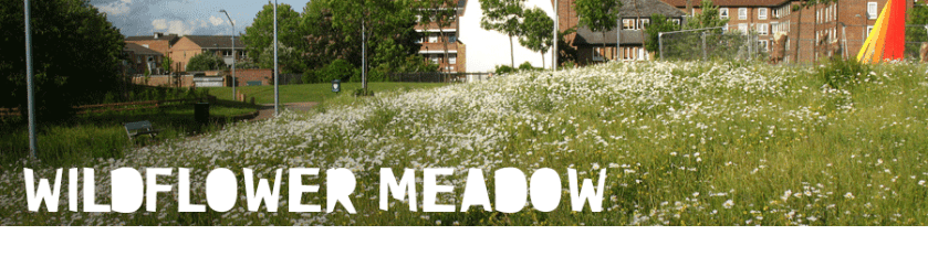 wildflower meadow